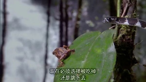 BBC生命之爬虫类与两栖类