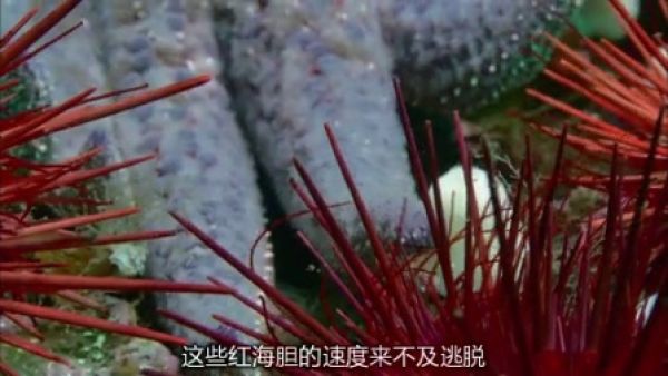 BBC生命之深海生物