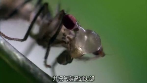 BBC生命之生命的挑战