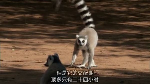 BBC生命之灵长类