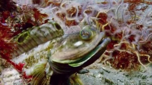 BBC生命之鱼类