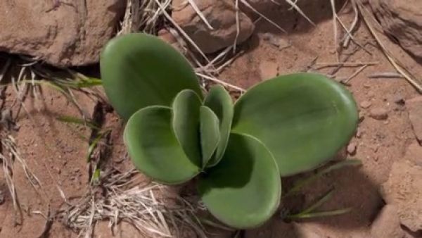 BBC生命之植物